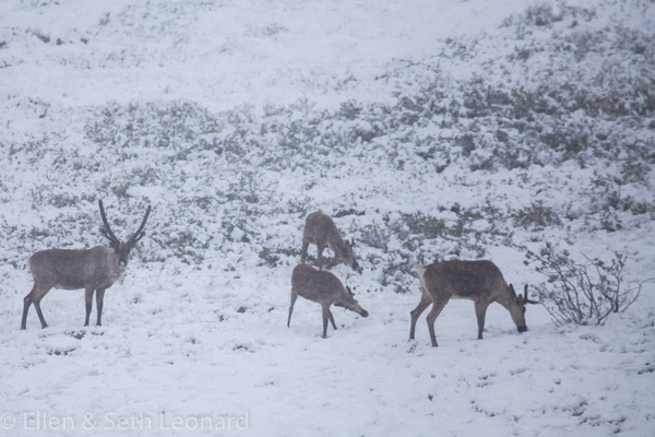 Denali - Caribou in snow