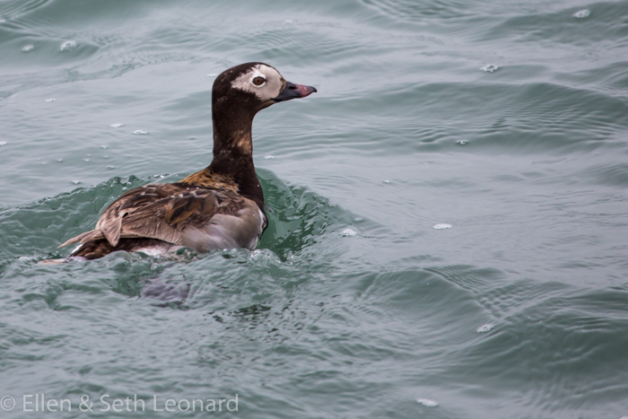 Longtailed duck breeding plumage