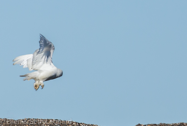 Snowy Owl flying