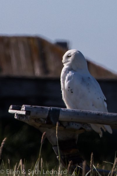 Snowy Owl on disused umiak