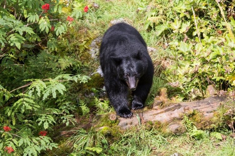 black-bear-se-alaska
