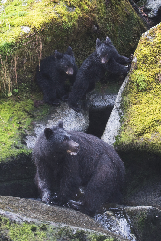 Black bear family
