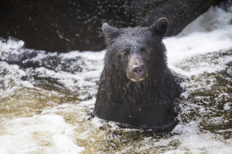 Black bear in river