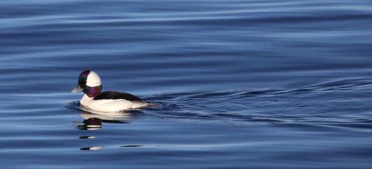 Bufflehead