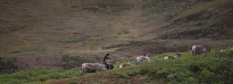 Caribou grazing