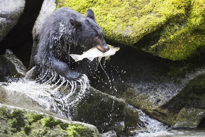 Fishing black bear