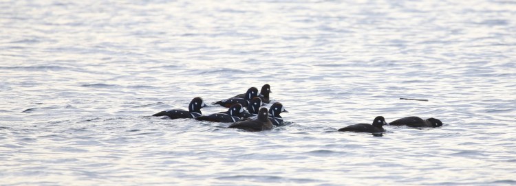 Harlequin ducks