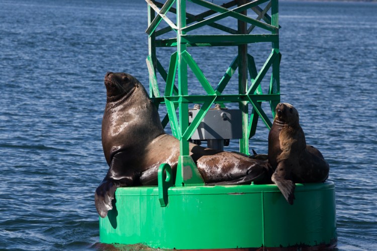 Sea lions