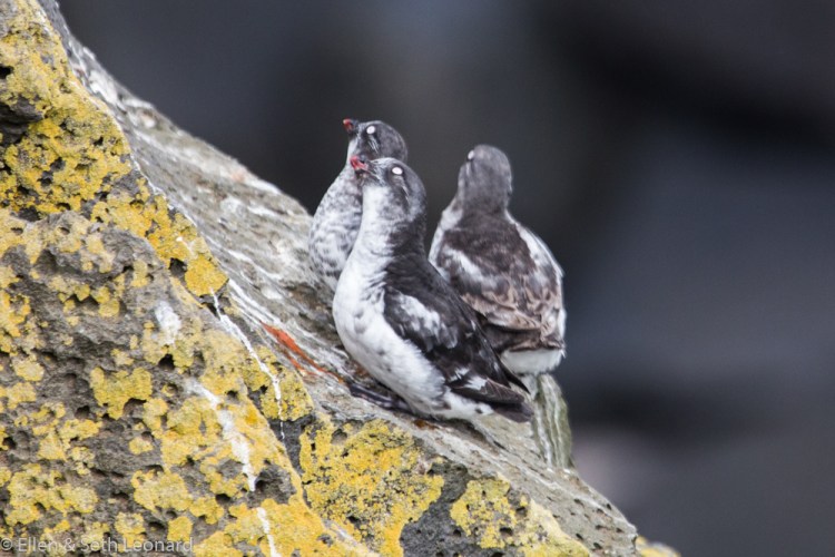 Least Auklets